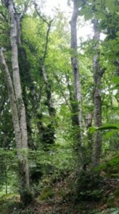 Arbre gîte pour des chiroptères - observation dans le Tarn par notre bureau d'études en environnement CERMECO