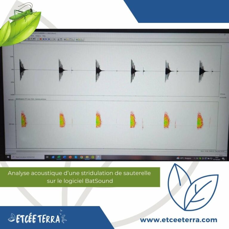 méthode acoustique d'identification des ensifères - analyse des spectrogrammes