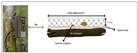 Tunnel à empreinte - protocole d'inventaire des ammifères